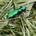 Green Tiger Beetle