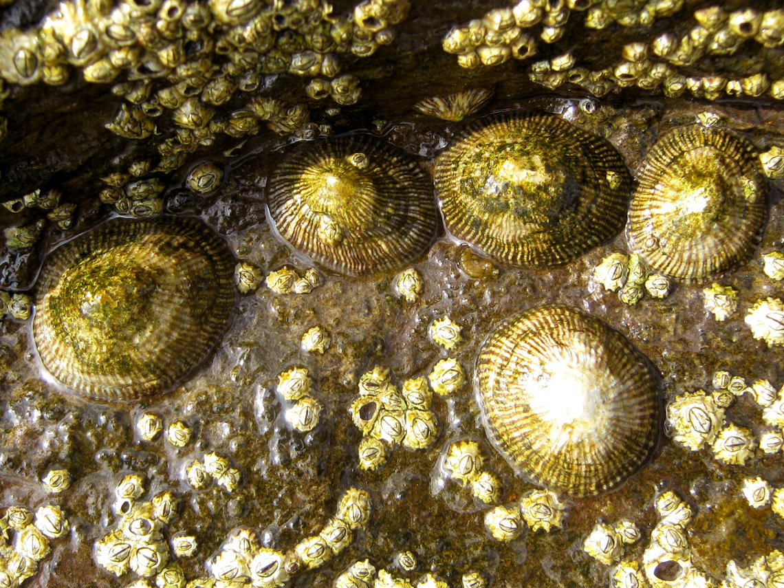 Limpet and small Barnacles
