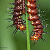 Tawny Coster caterpiller