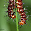 Tawny Coster caterpiller