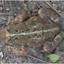 Toad