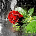 Clear Rose in the Rain Live Wa logo