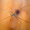 Daddy-long -legs Spider