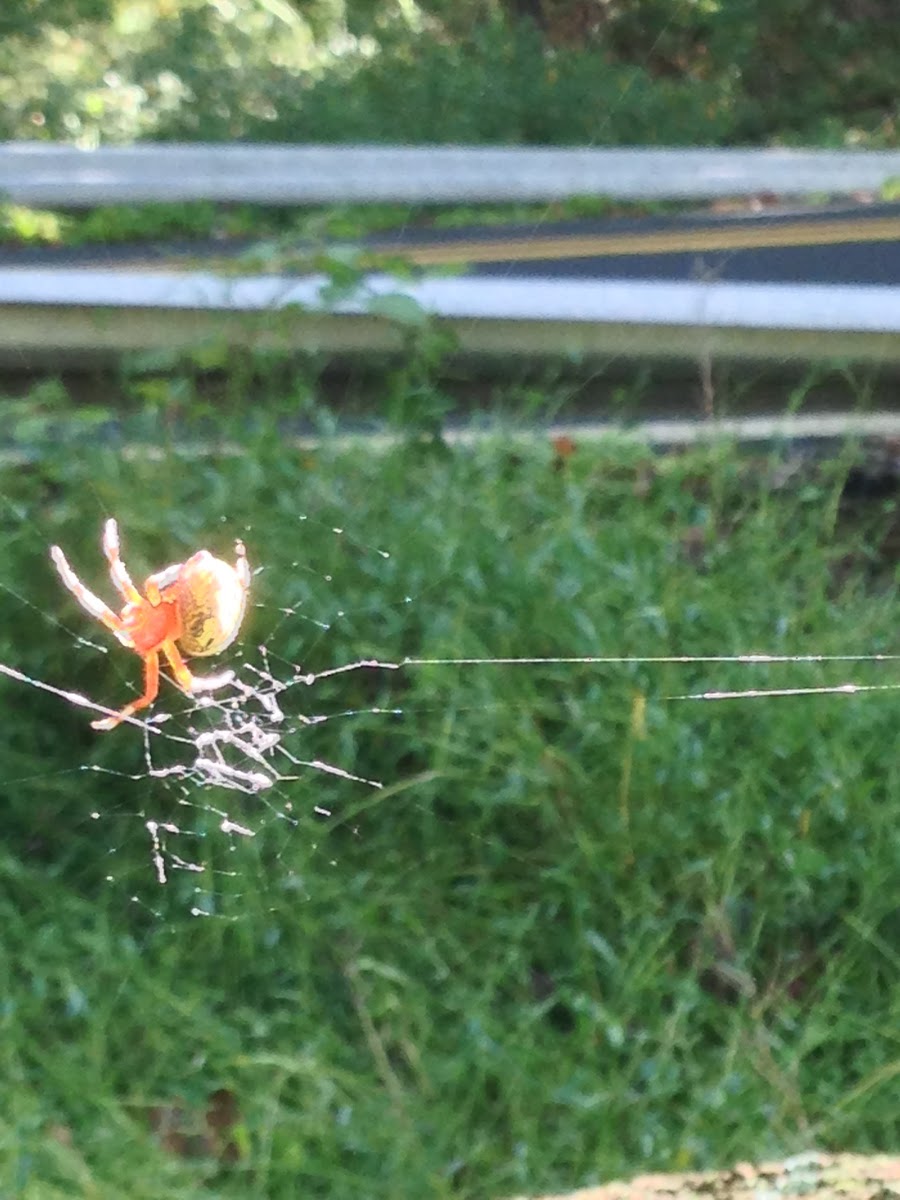 Orb-Weaver Spider
