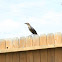 Great-tailed Grackle