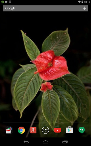 Psychotria Elata Wallpaper