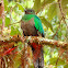 Resplendent quetzal female
