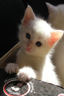 How to mod Cute Kittens Live Wallpaper 1.0.0 unlimited apk for android