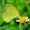 Mimosa Yellow