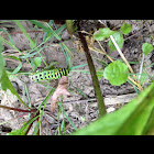 Parsnip Swallowtail Larva