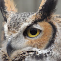 Great horned owl