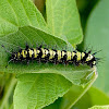 Guatemalan Cracker Butterfly ( caterpillar )