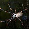 Golden Orb Weaving Spider