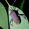 Eucalypt Tip Bug