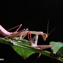 Photina mantis (young male)
