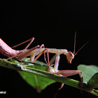 Photina mantis (young male)