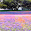 Texas Bluebonnets