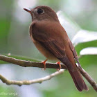 Brown-breasted flycatcher