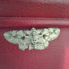 Brown-shaded gray moth