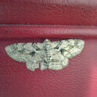 Brown-shaded gray moth