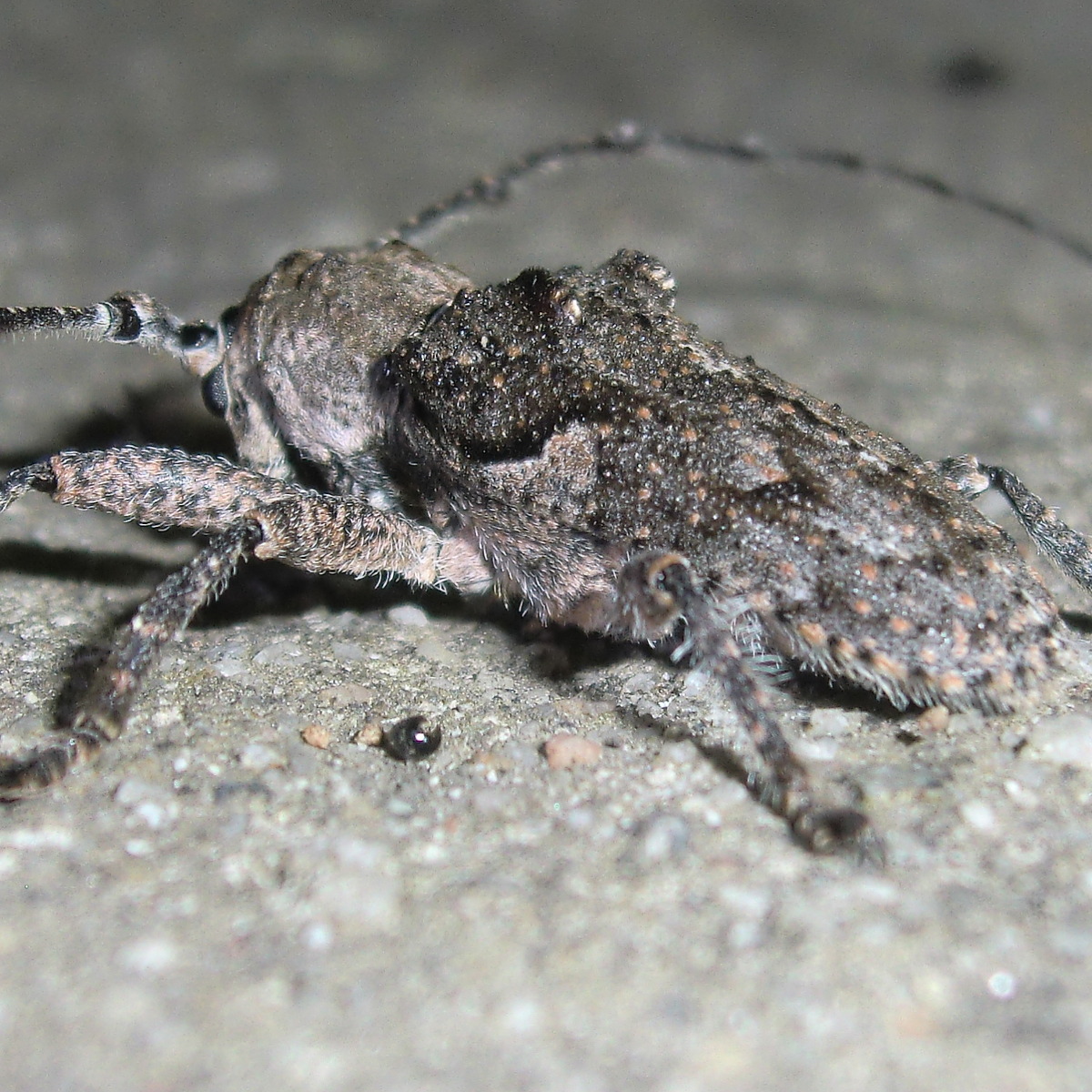 Cerambycidae