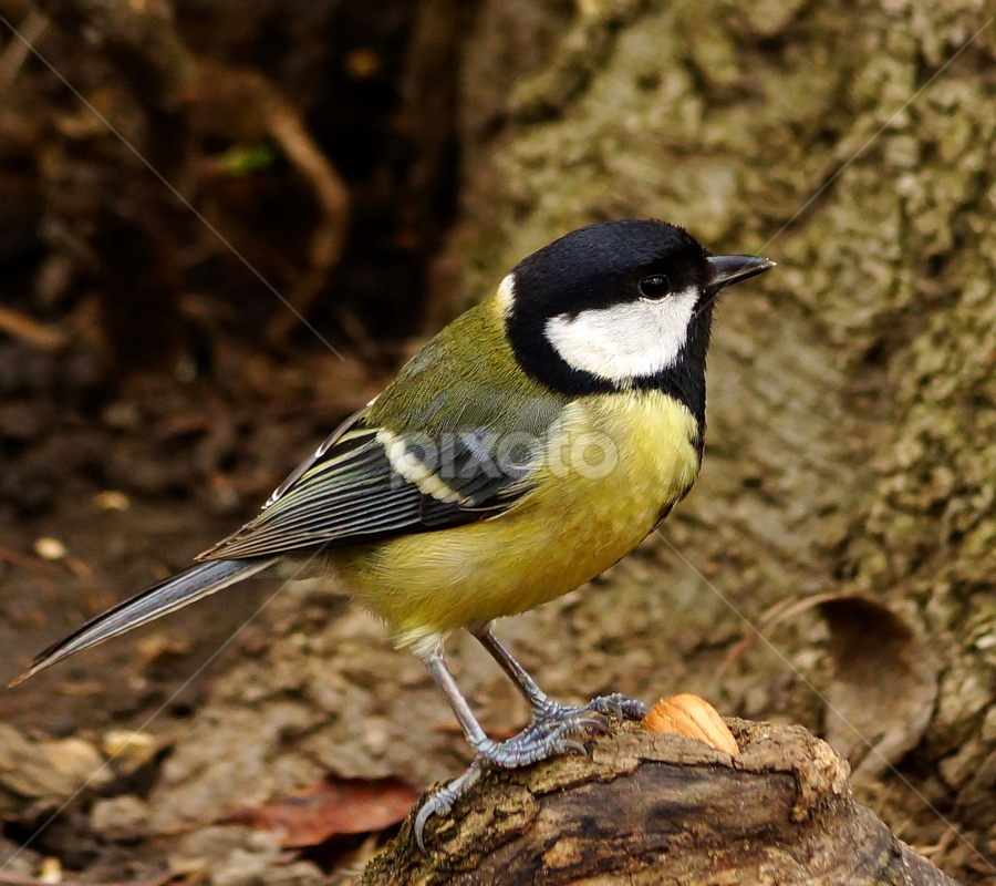 the tiny bard | Birds | Animals | Pixoto