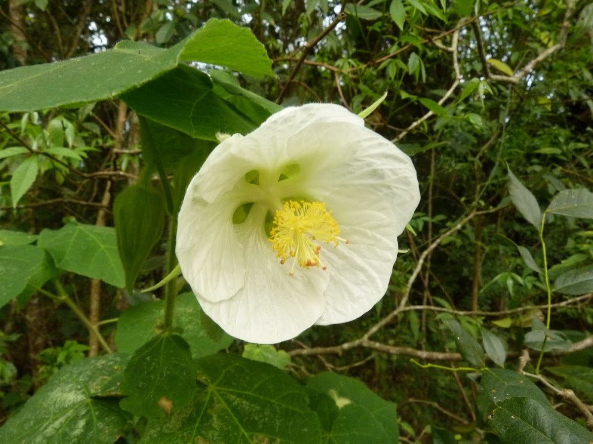 White chinese lantern flower