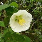 White chinese lantern flower