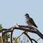 Turtle Dove (European)