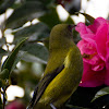 New Zealand Bellbird