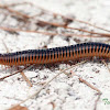 Florida Ivory Millipede