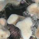 Porkchop Coral