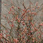 Flowering quince, Japanese quince