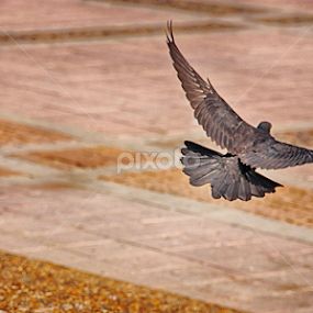 touch down by Mhel Pernia - Animals Birds