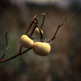 by Adrian Rusu - Nature Up Close Other plants