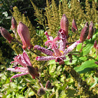 Purple toad lily