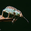 Weevil