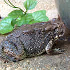 Woodhouses toad
