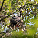 Great Blue Heron (young)