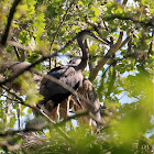 Great Blue Heron (young)