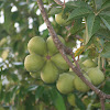 Unknown Fruit Tree