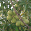 Unknown Fruit Tree