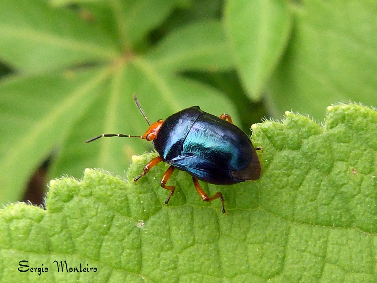 Metallic blue shield bug