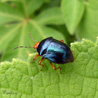Metallic blue shield bug