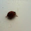 Asian ladybug