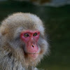 Japanese Macaque or Snow Monkey