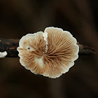 Pleurotellus chioneus