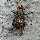 FLY by Malay Maity -  