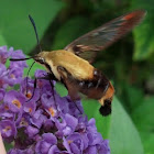 Snowberry Clearwing Hummingbird Moth