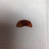 Botfly Larva